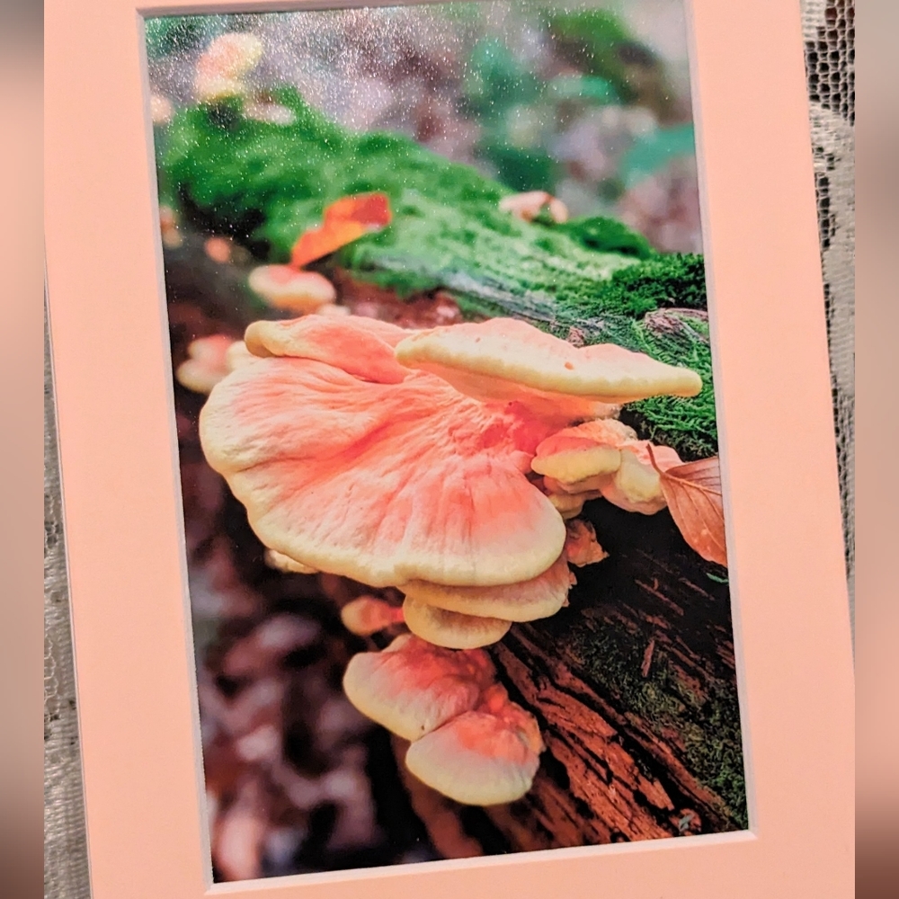 Original Photography Beautiful Chicken of the Woods Mushroom 5x7 Matted Print